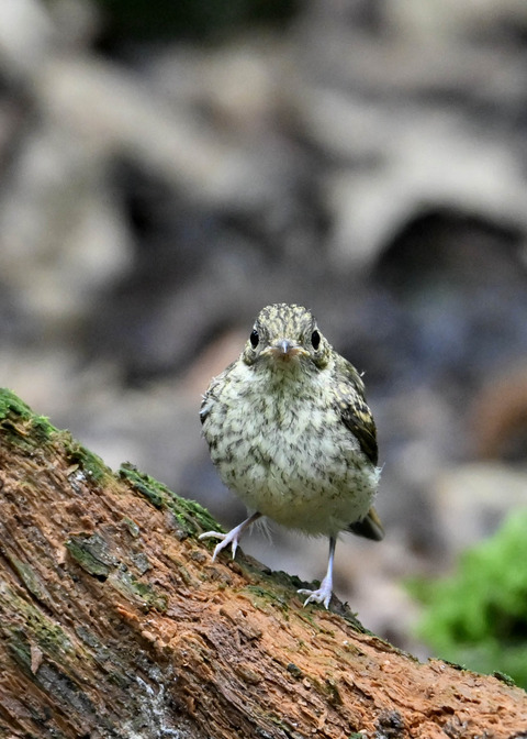 キビタキ幼鳥2667