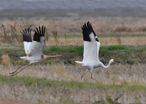 飛ぶ・ソデグロヅル7863
