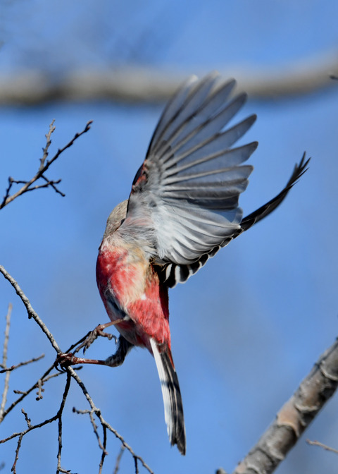 ベニマシコ♂2692