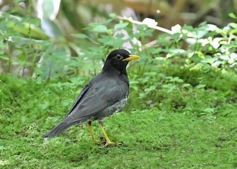 クロツグミ♂4840