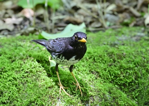 クロツグミ♂6596