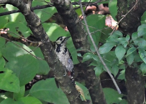 アカゲラ♀4710