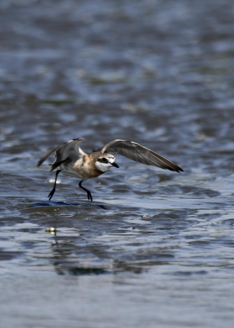 飛ぶ・メダイチドリ2672