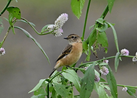 ノビタキ♀1423