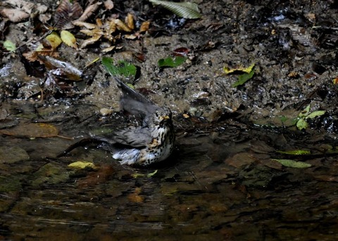 クロツグミ♀7595