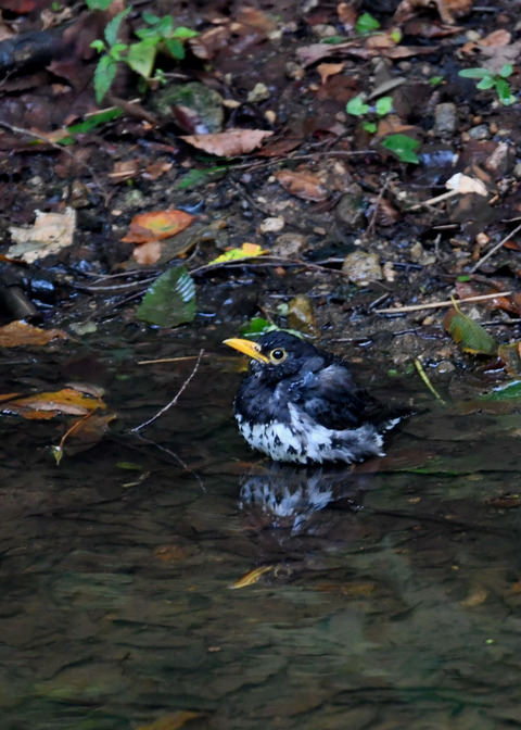 クロツグミ♂9325
