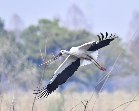 飛ぶコウノトリ7302