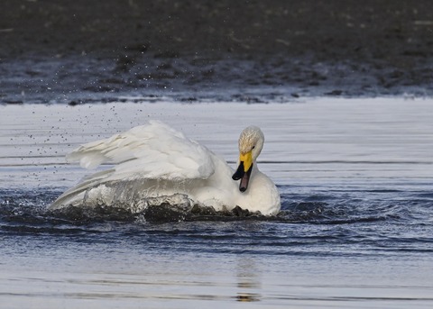 オオハクチョウ4143