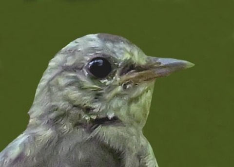 キビタキ幼鳥5001
