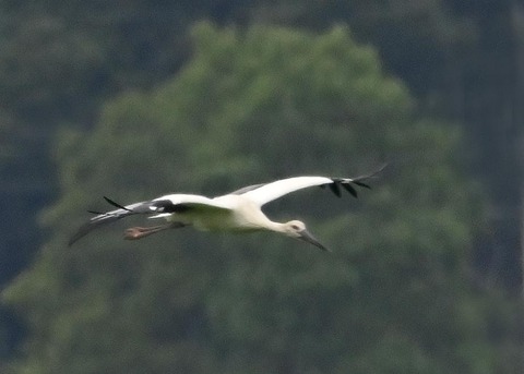 コウノトリ2439