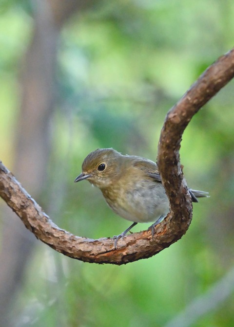 キビタキ♀5870