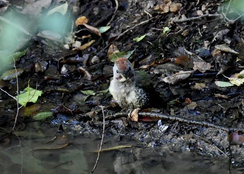 アオゲラ幼鳥♂8611