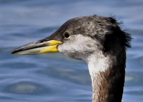 アカエリカイツブリ0000(0483)