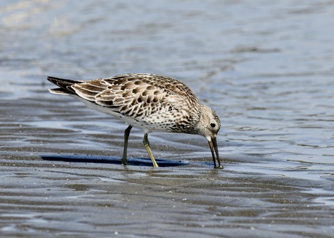 オバシギ若鳥1365