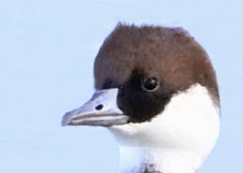 ミコアイサ♀1000