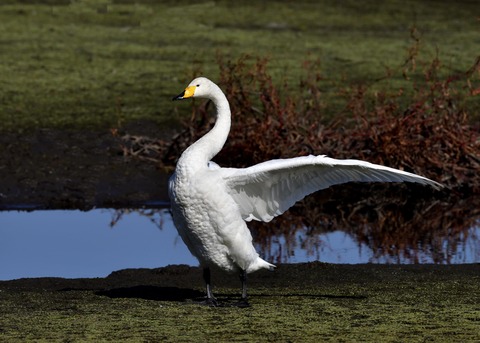 オオハクチョウ7969