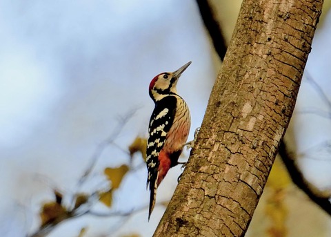 オオアカゲラ♂5521