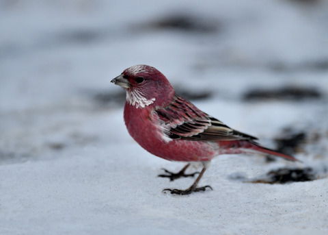 オオマシコ♂3345