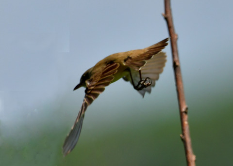 オオヨシキリ3430