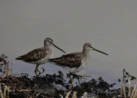 オオハシシギ1985