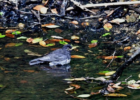 クロツグミ♂0432