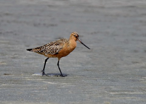 オオソリハシシギ4249