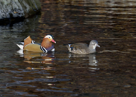 オシドリ・ペアー3411