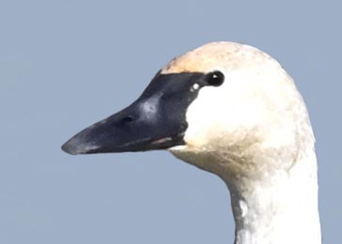 ｱﾒﾘｶｺﾊｸﾁｮｳ4001