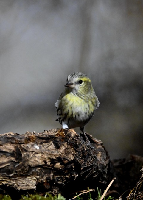 マヒワ♀0330