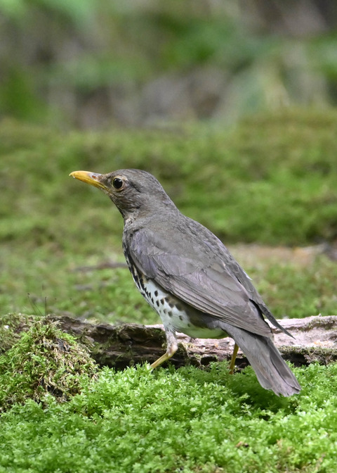 クロツグミ♀0555