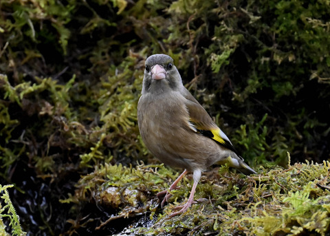 オオカワラヒワ7618