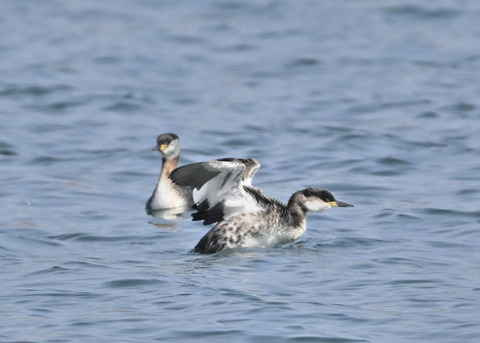 アカエリカイツブリ8008