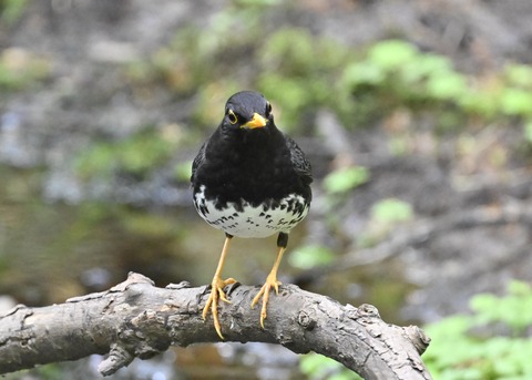 クロツグミ♂3050