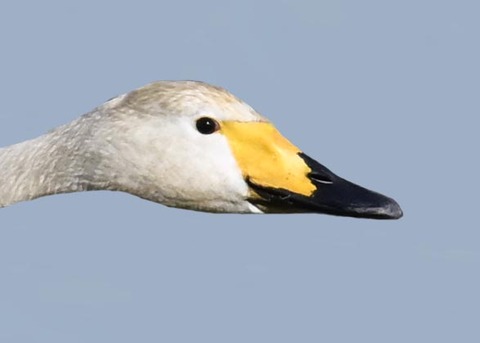 オオハクチョウ4003