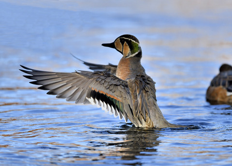 トモエガモ♂1972