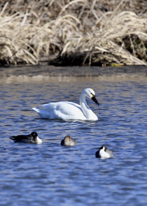 アメリカコハクチョウ①0259