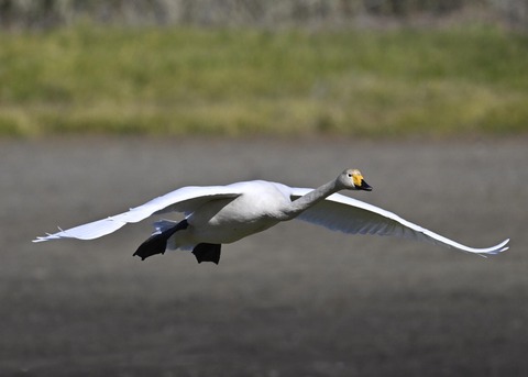 オオハクチョウ4060