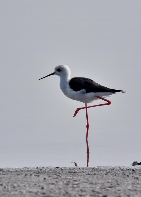 セイタカシギ♂7859