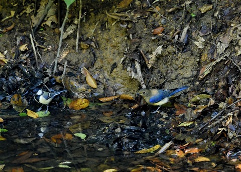 オオルリ♂若鳥1153