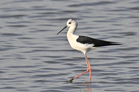 セイタカシギ3883