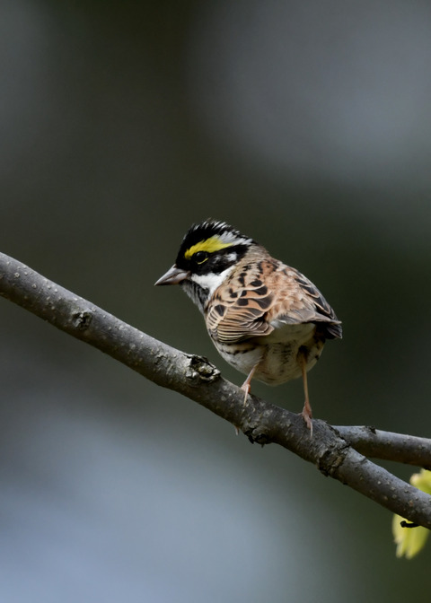 キマユホオジロ♂0833