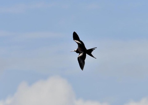 オオグンカンドリ2522