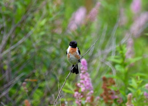 ノビタキ♂1266 - コピー
