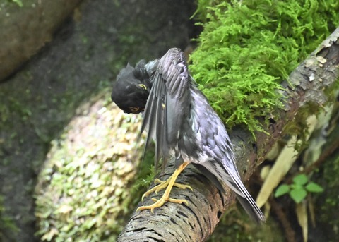 クロツグミ♂4413