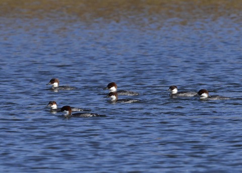 ミコアイサ♀0794