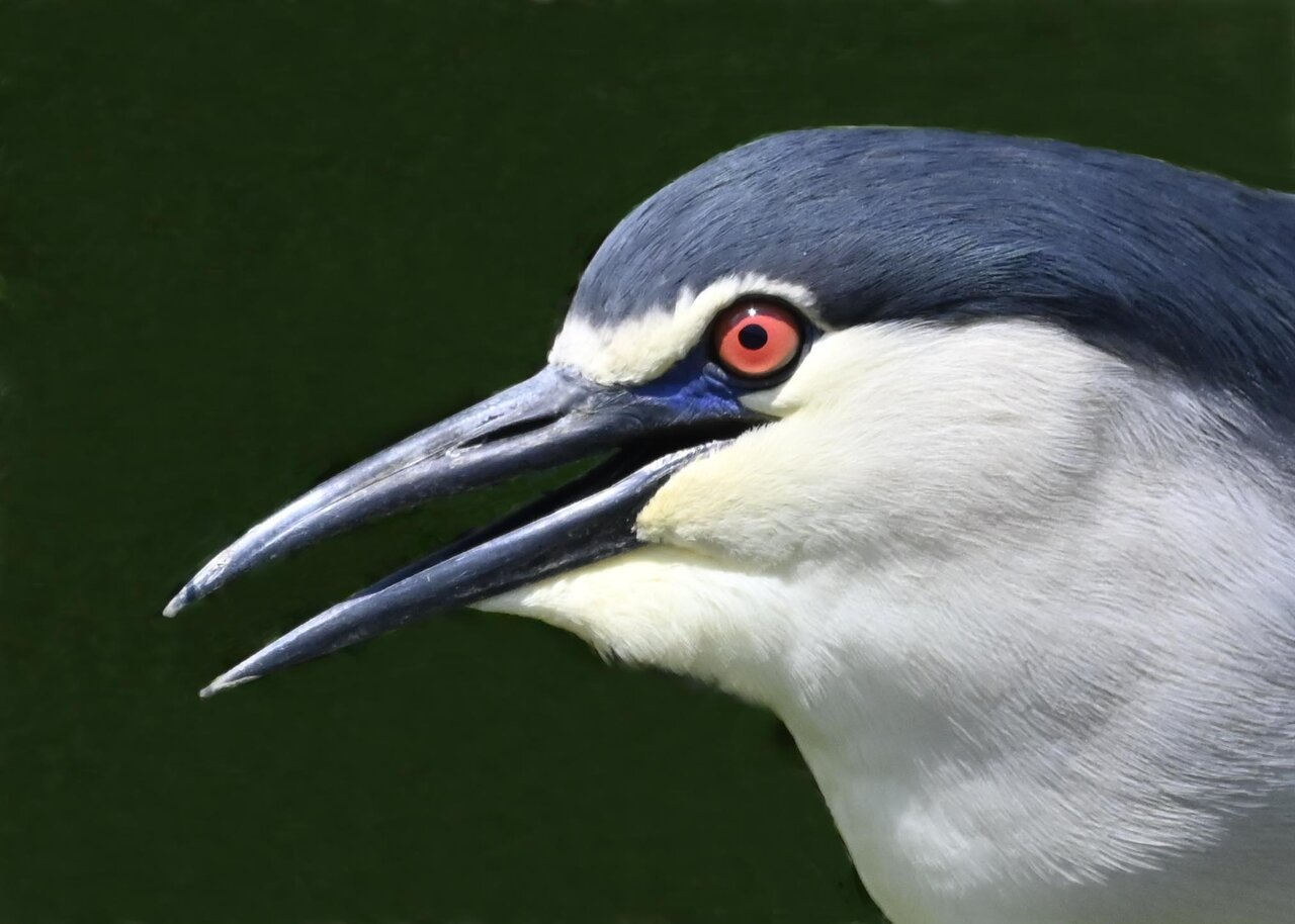 ゴイサギ 野口洪志の野鳥日記