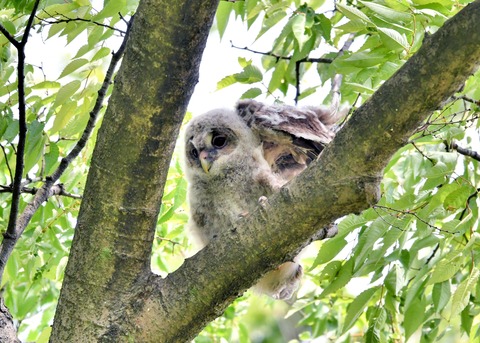 フクロウのヒナ②4377