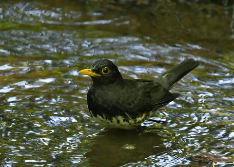 クロツグミ♂5559
