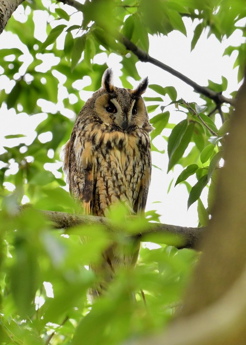 トラフズク♀1109