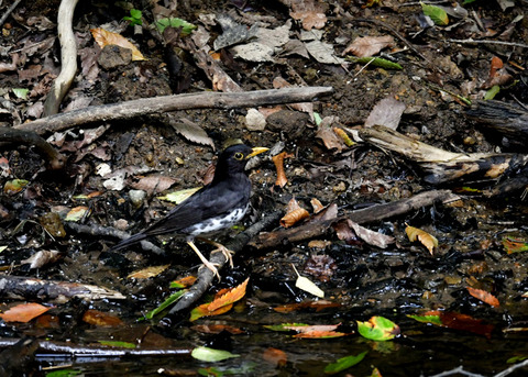 クロツグミ♂1120